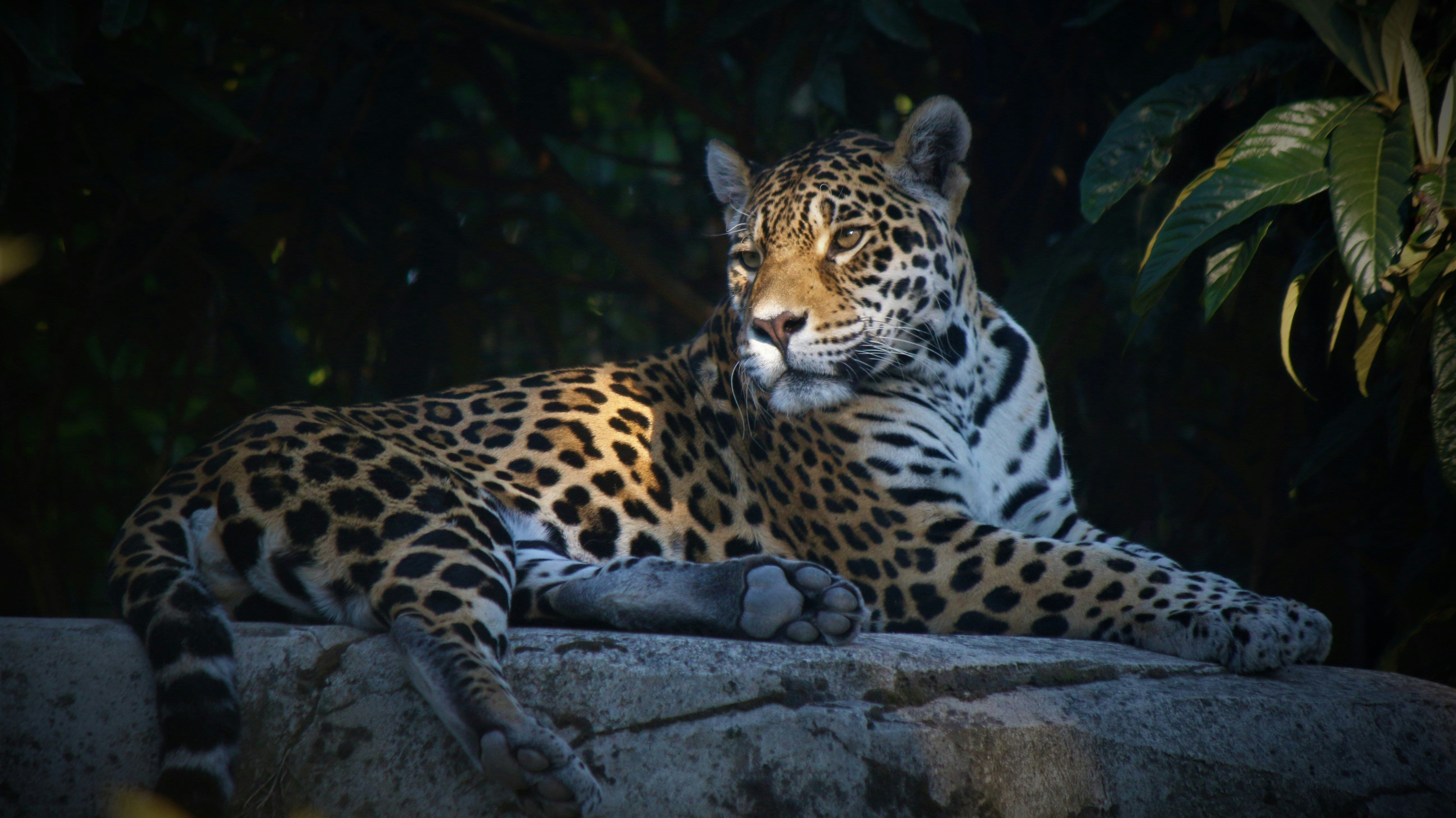 Leopard Is the New Neutral: Night-Out Looks That Actually Work (Fall 2025)